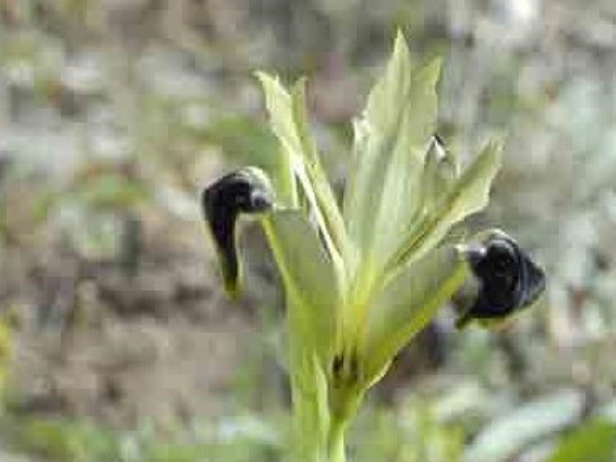 Iris tuberosa (Iridaceae)
